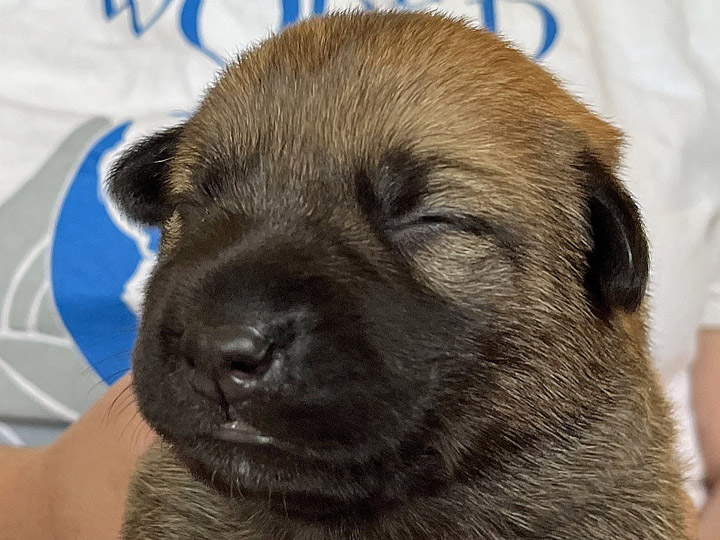 chinook puppy